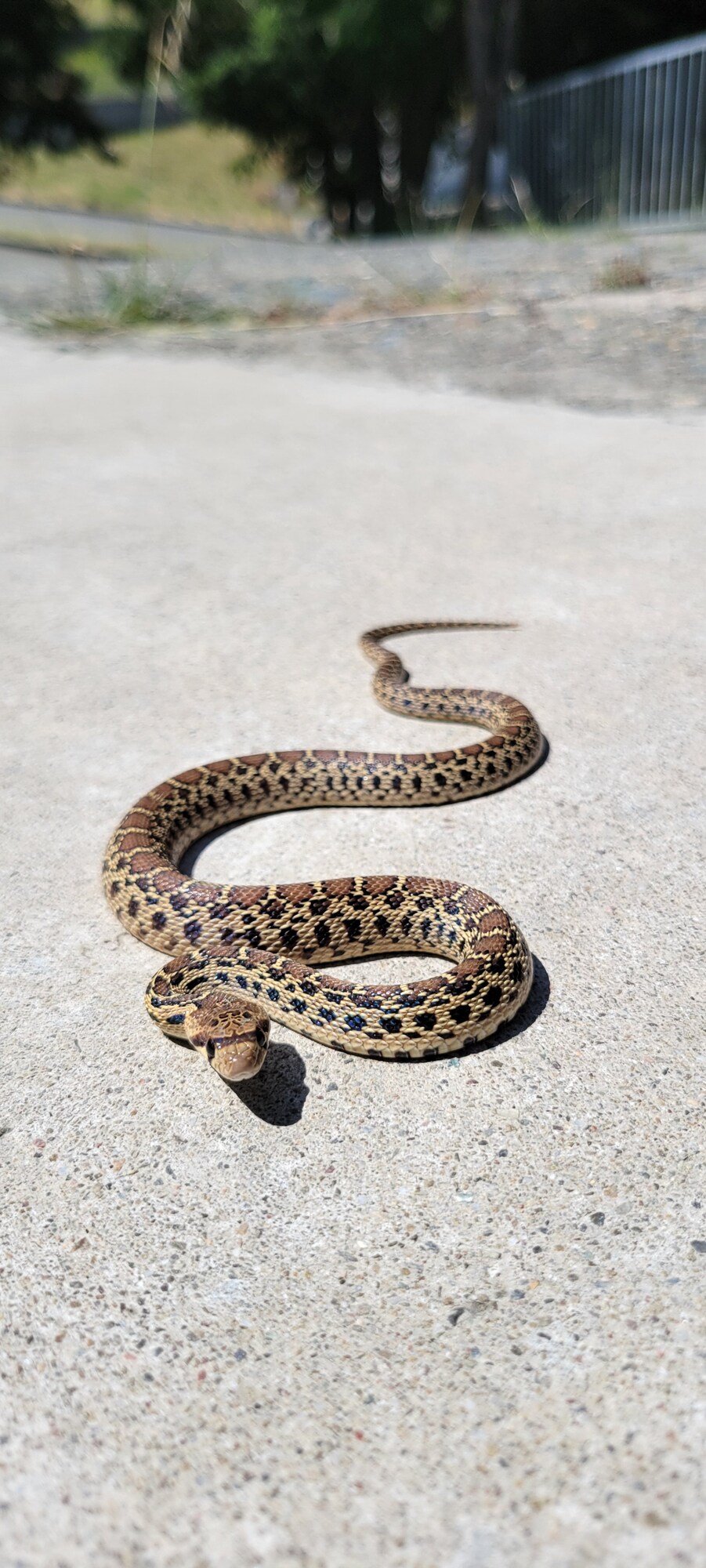 Angel Island SP (Gophersnake)