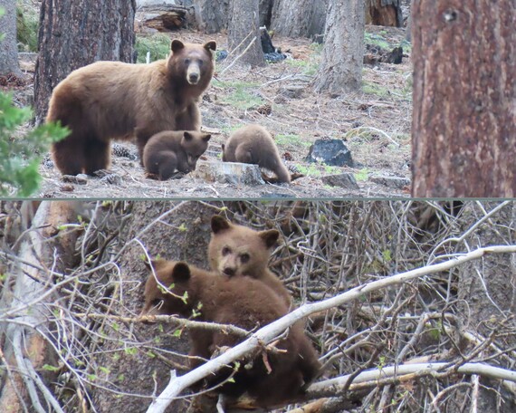 Ed Z'berg Sugar Pine Point SP (bear collage)