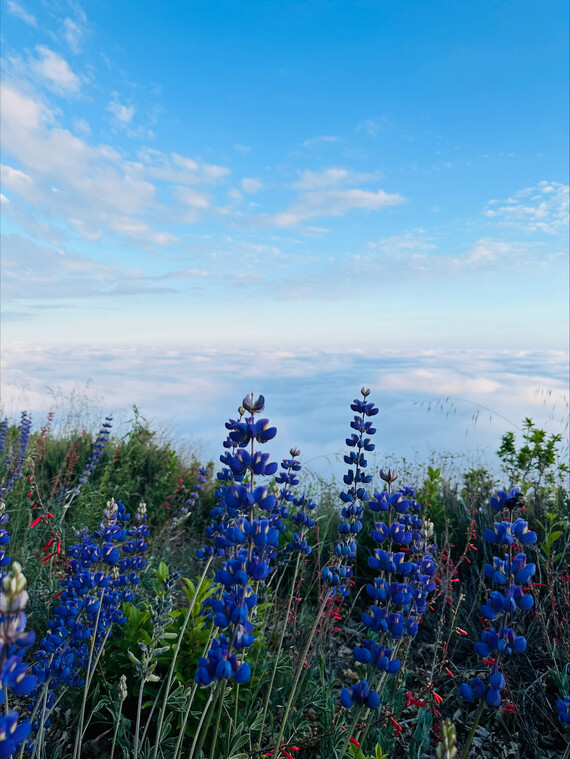 Palomar Mountain SP (Lupine flower)