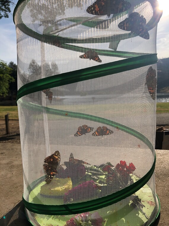 Lake Oroville SRA_Loafer Creek day use area butterflies