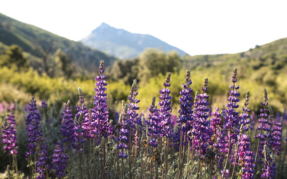 Cuyamaca Rancho SP (Lupine)