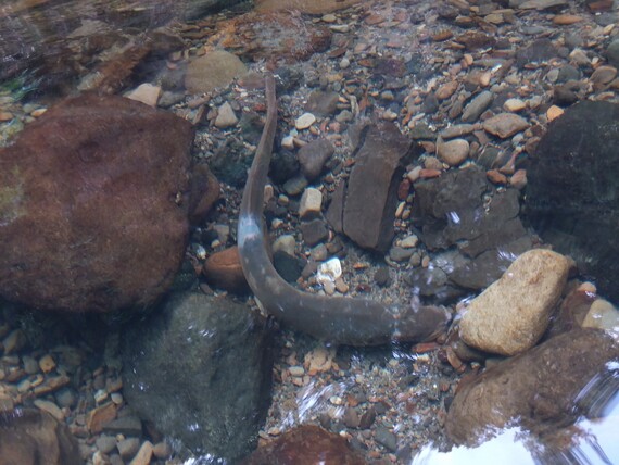 Portola Redwood SP (pacific lamprey)