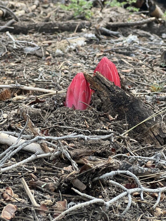 Mount San Jacinto SP (Snow plant)