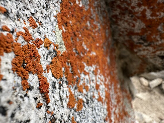 Mount San jacinto SP (lichen on rock)