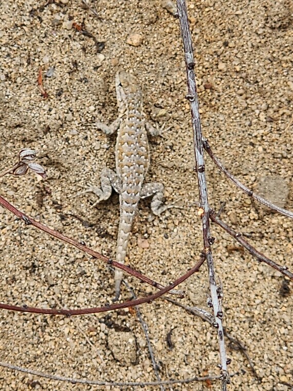 Torrey Pines SNR (lizard)