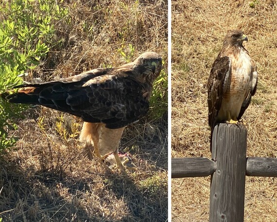 Torrey Pines State Natural Reserve_ Red-tailed hawk