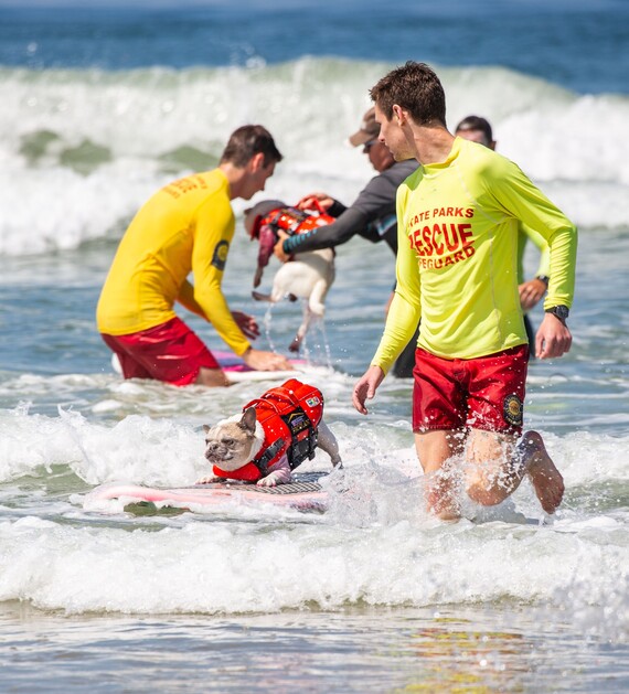 Huntington SB (dog surf challenge surf dog cherie 4R1A0240)