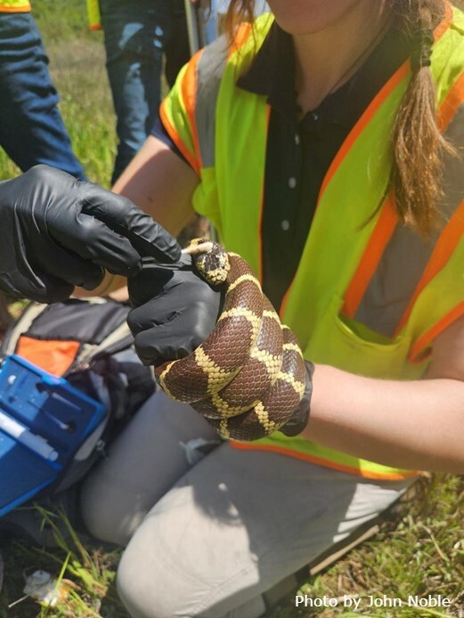 scientist swabbing a snake for snake fungal disease