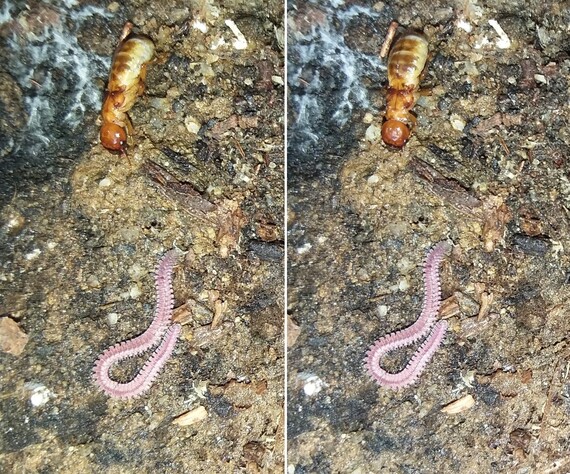 Portola Redwoods SP (pink feather boa millipede)