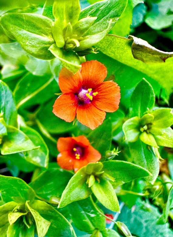 Folsom Lake SRA (scarlet pinpernel flower)