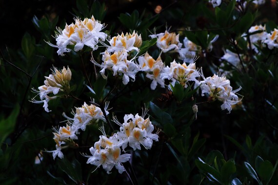 Cuyamaca Rancho SP (western azaleas)