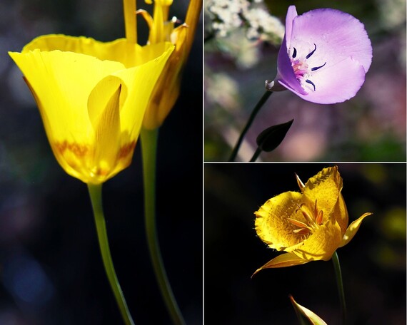 Cuyamaca Rancho SP (mariposa lily collage)