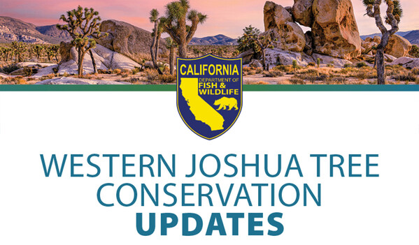 Western Joshua Tree Conservation Updates