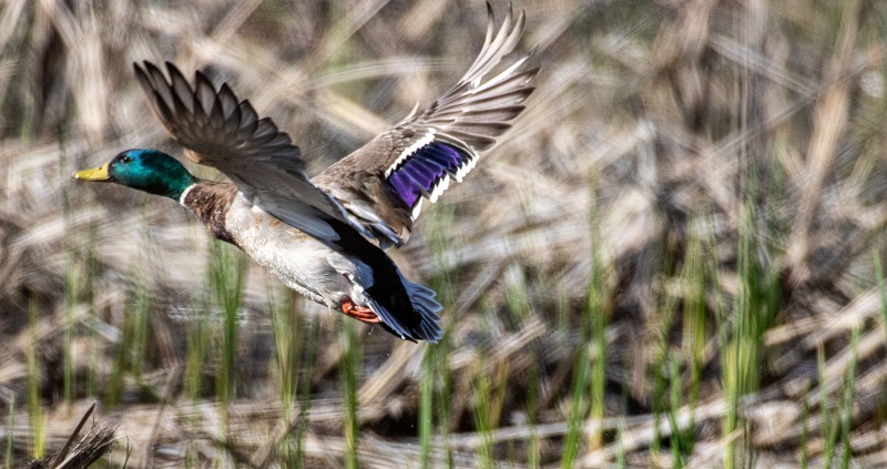 Drake mallard duck in flight.
