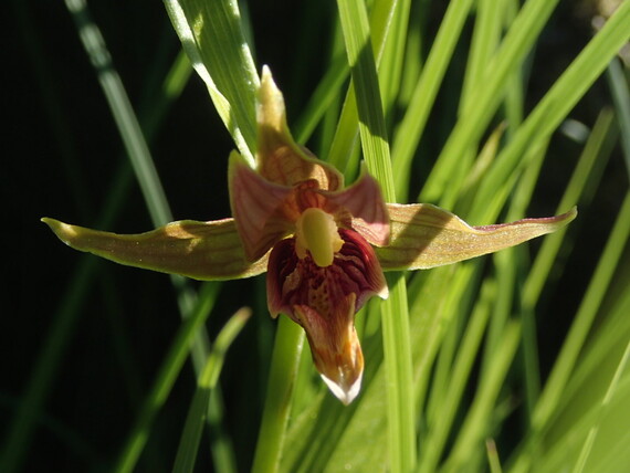 Jed Smith Redwoods SP (Stream Orchid)