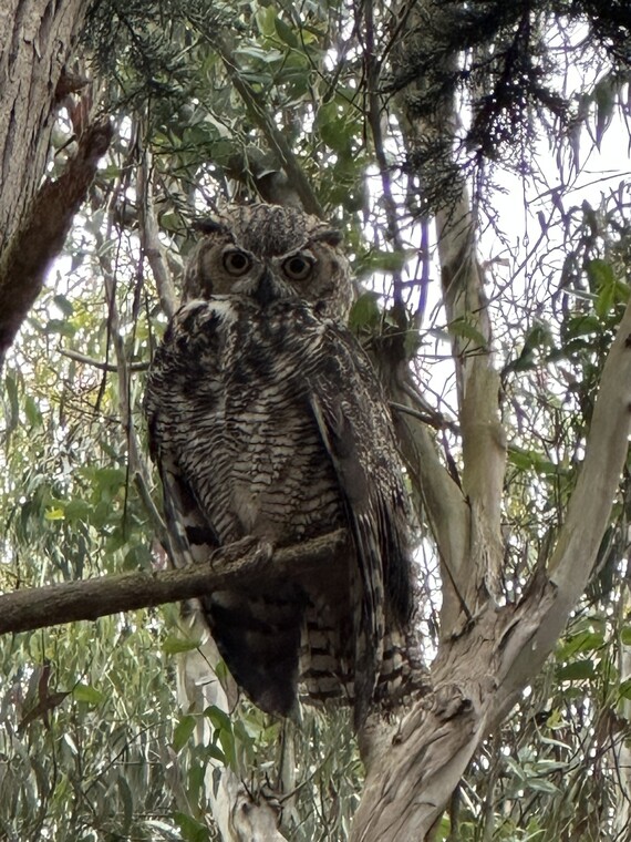 Sunset SB (great horned owl)