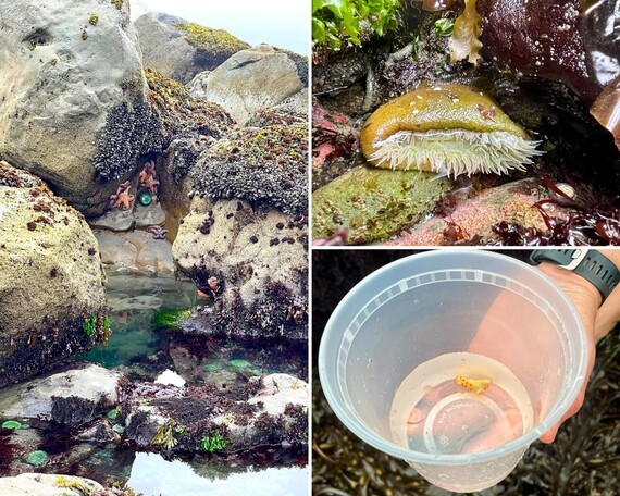 North Coast Redwoods District tide pools collage