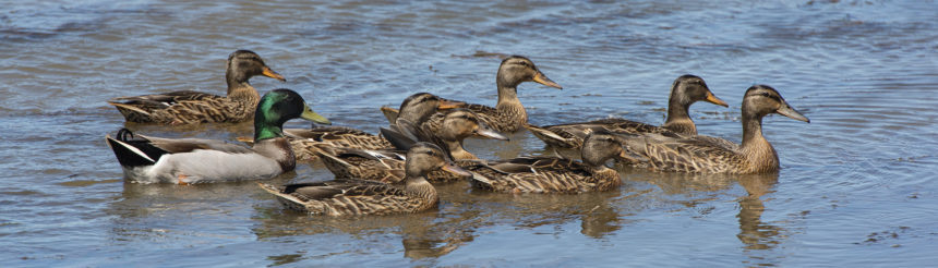 A family of mallard ducks