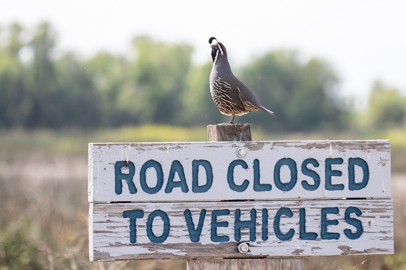 A male valley quail stands atop a sign at the Gray Lodge Wildlife Area in Butte County