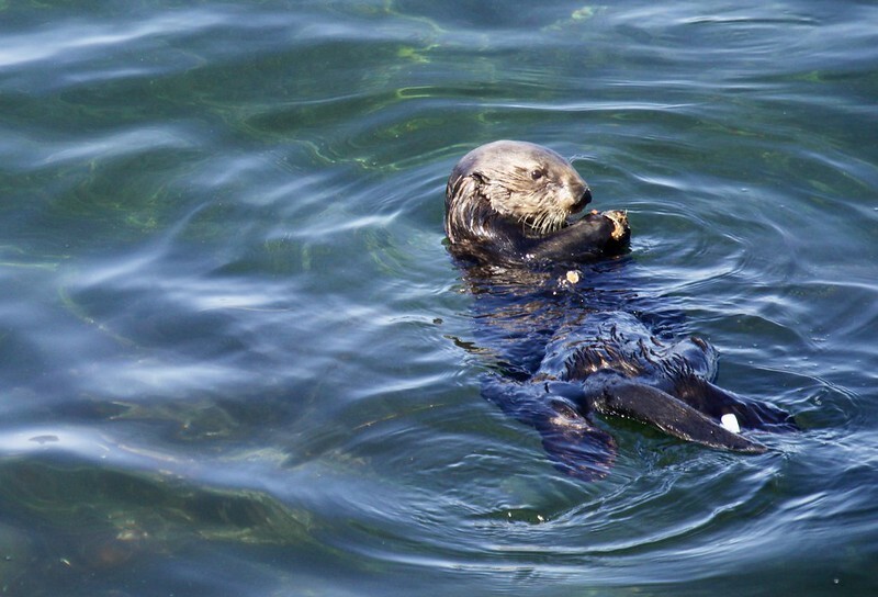 A southern sea otter in water