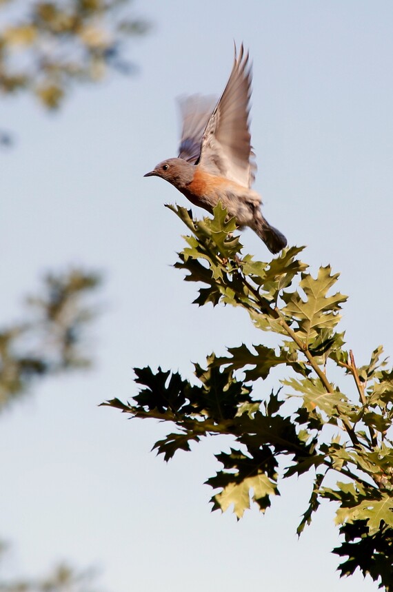 Cuyamaca rancho SP (Female western blue bird)