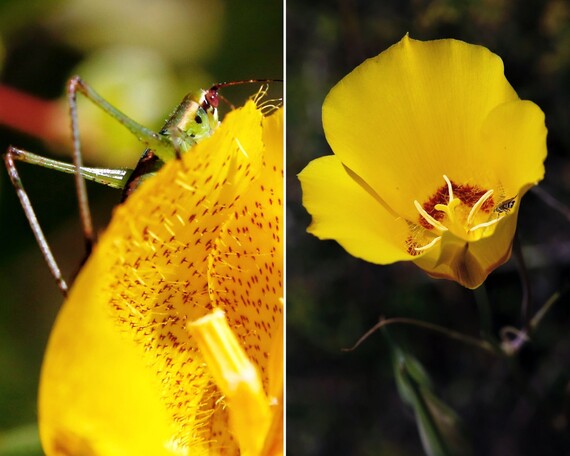 Cuyamaca Rancho SP (collage)