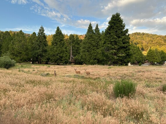 Palomar mountain SP (Deer roaming)