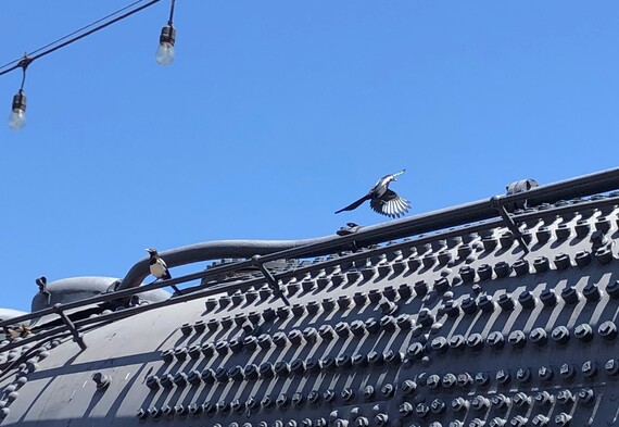 Old Sacramento SHP (yellow-billed magpie)