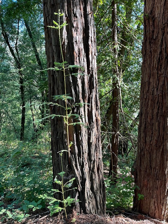 Trione-Annadel SP_Richardson Trail