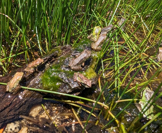 Eastern Kern County Onyx Ranch SVRA_frogs