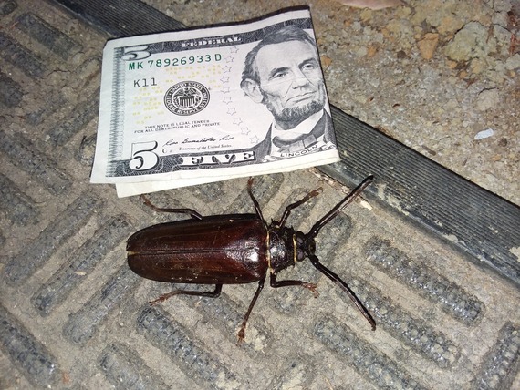 Portola Redwoods SP (beetle)