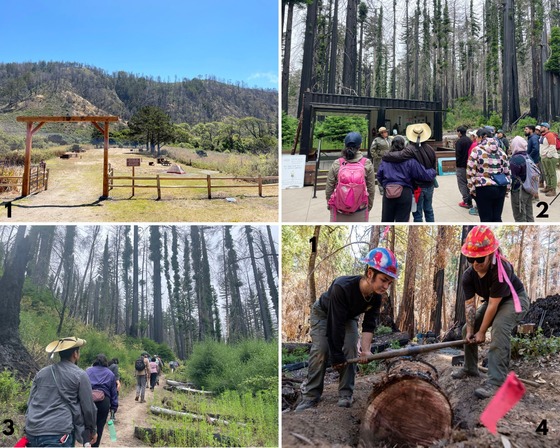 Big Basin Redwoods SP collage