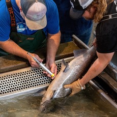 Feather River Fish Hatchery employees inject thiamine into Chinook salmon to support health.
