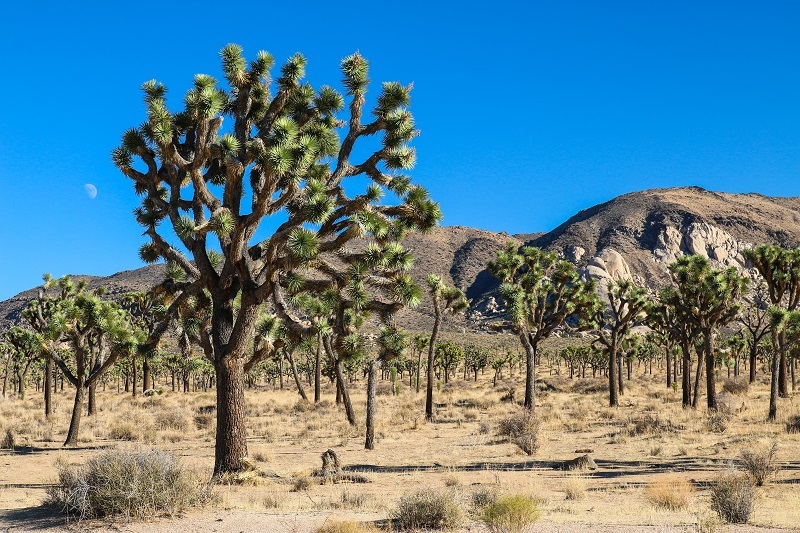 California Takes Action to Protect Western Joshua Tree, Promote