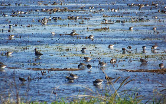 Shorebirds in flooded habitat