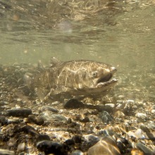 A Chinook salmon swims along a spawning gravel habitat in the Feather River.