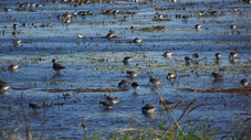 Birds in shallow flooded habitat.