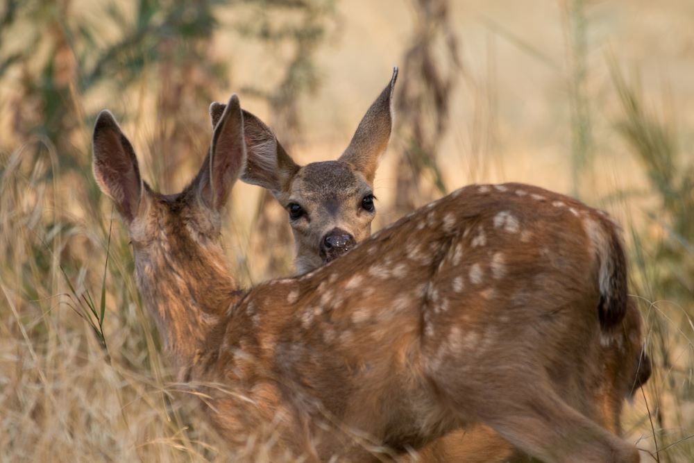 Two young deer in dry grass