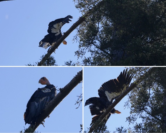Pfeiffer Big Sur SP (Condor collage)