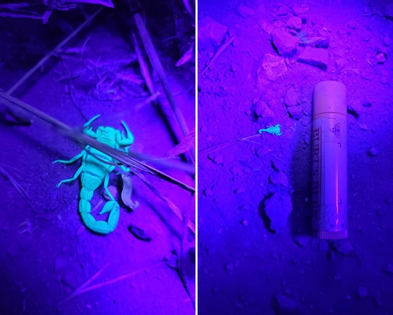 Point Mugu SP (scorpion collage)