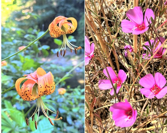 Portola Redoods SP_Leopard lillies and ruby chalice clarkia collage