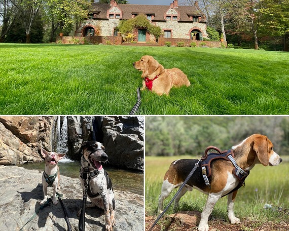 Dogs in Parks collage