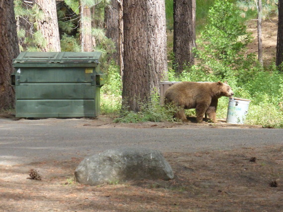 Grover Hot Springs Bear