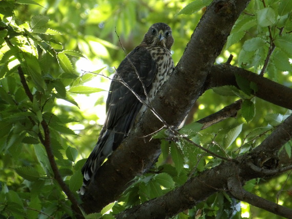 William B. Ide Adobe SHP (coopers hawk)