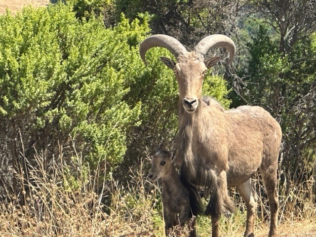 Hearst Castle (adult and young barbary sheep)