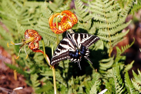 Cuyamaca Rancho SP (pale swallowtail)