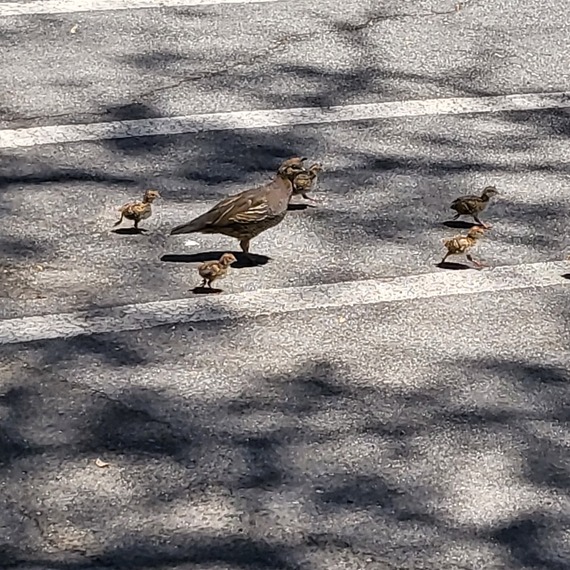 Sonoma SHP (quail and babies)
