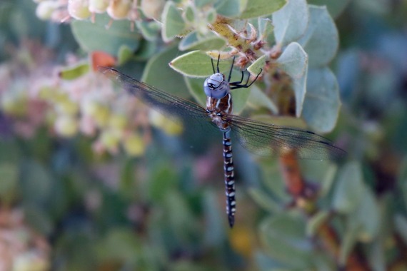 Cuyamaca Rancho SP (Dragonfly)