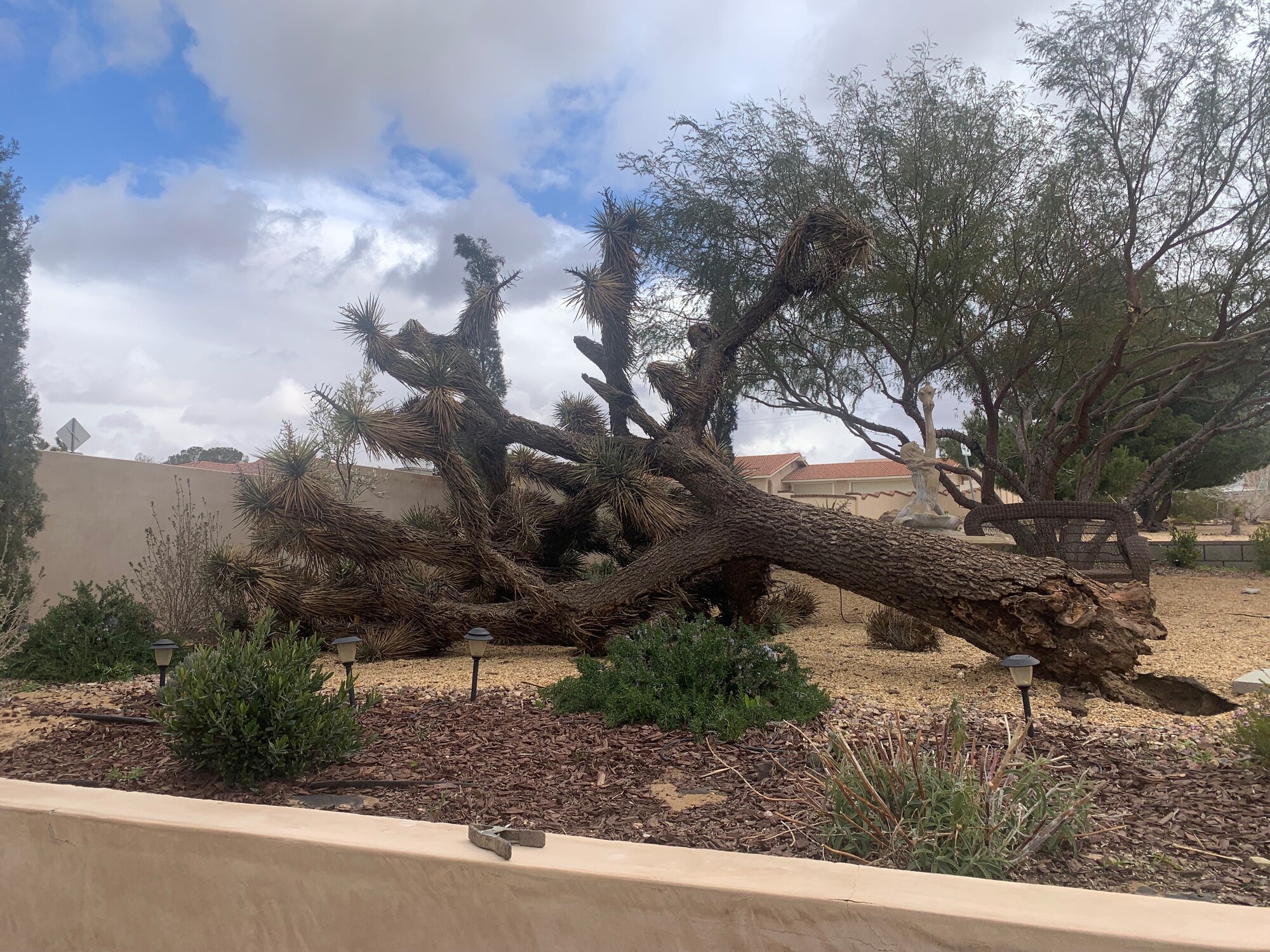 Western Joshua Tree Hazard Management Permits Now Available!