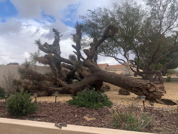 Fallen western Joshua tree in a landscaped yard